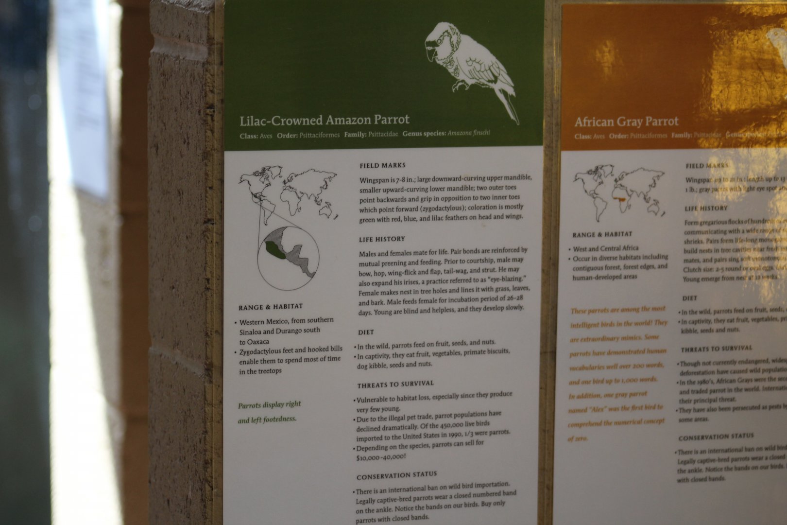 Lilac-Crowned Amazon Signage