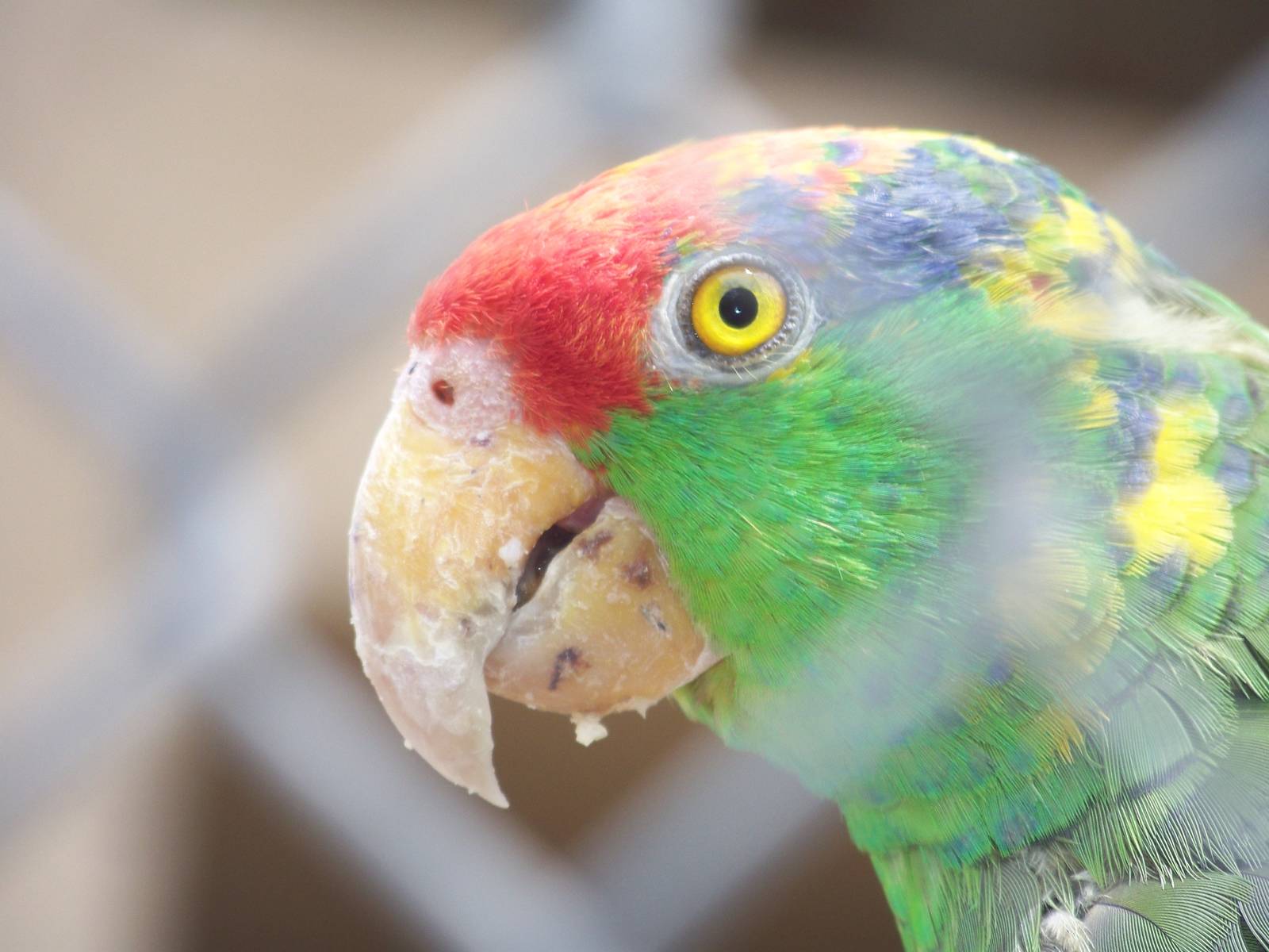 Lilac Crowned Amazon