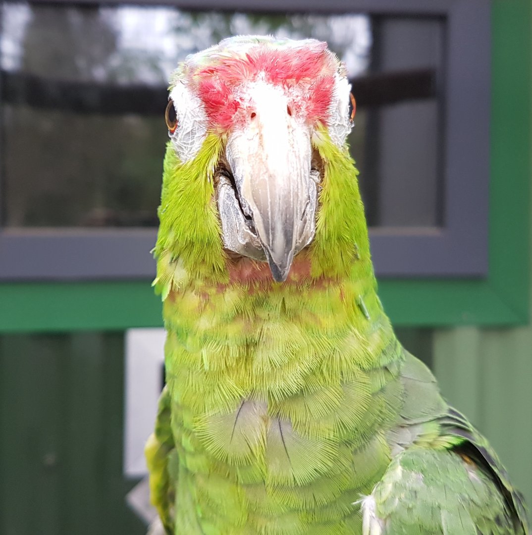 Lilac-crowned amazon