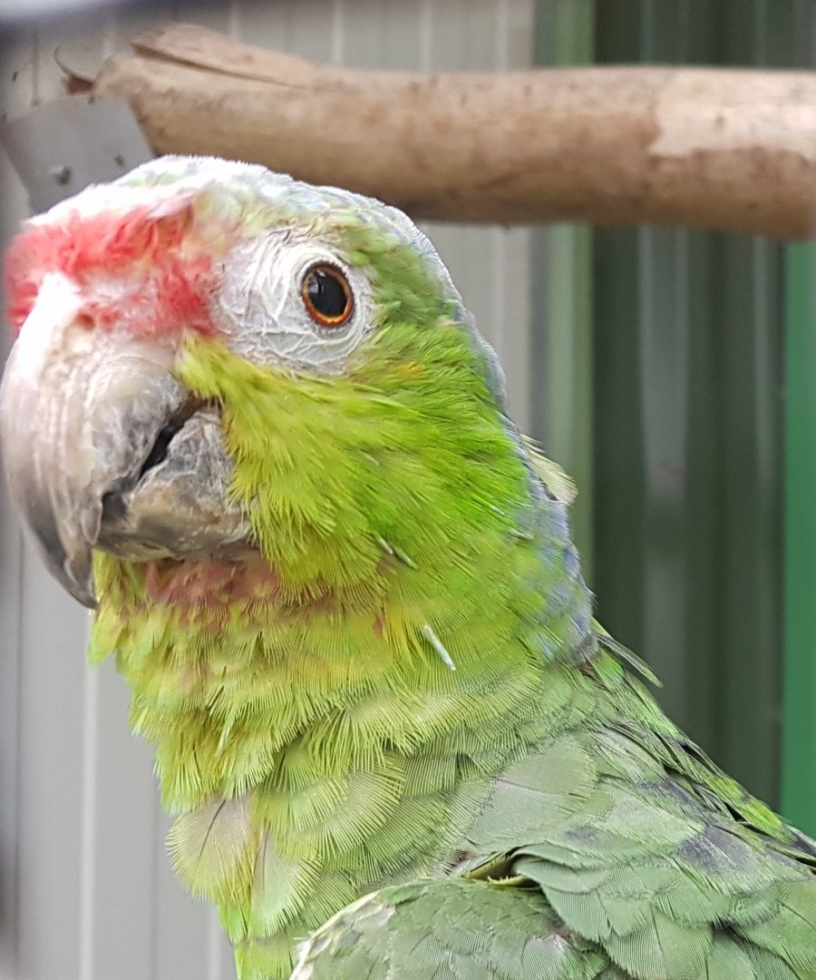 Lilac-crowned amazon