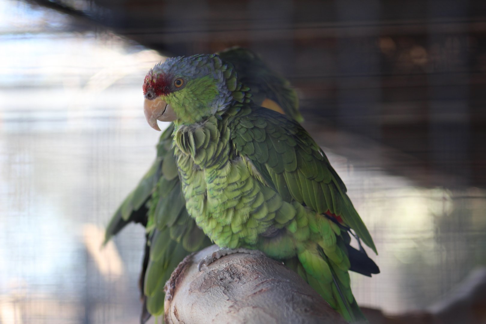 Lilac-Crowned Amazon