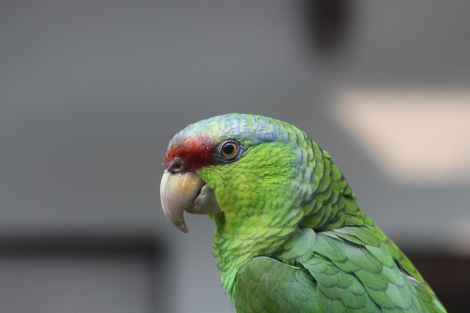 Lilac-crowned Amazon