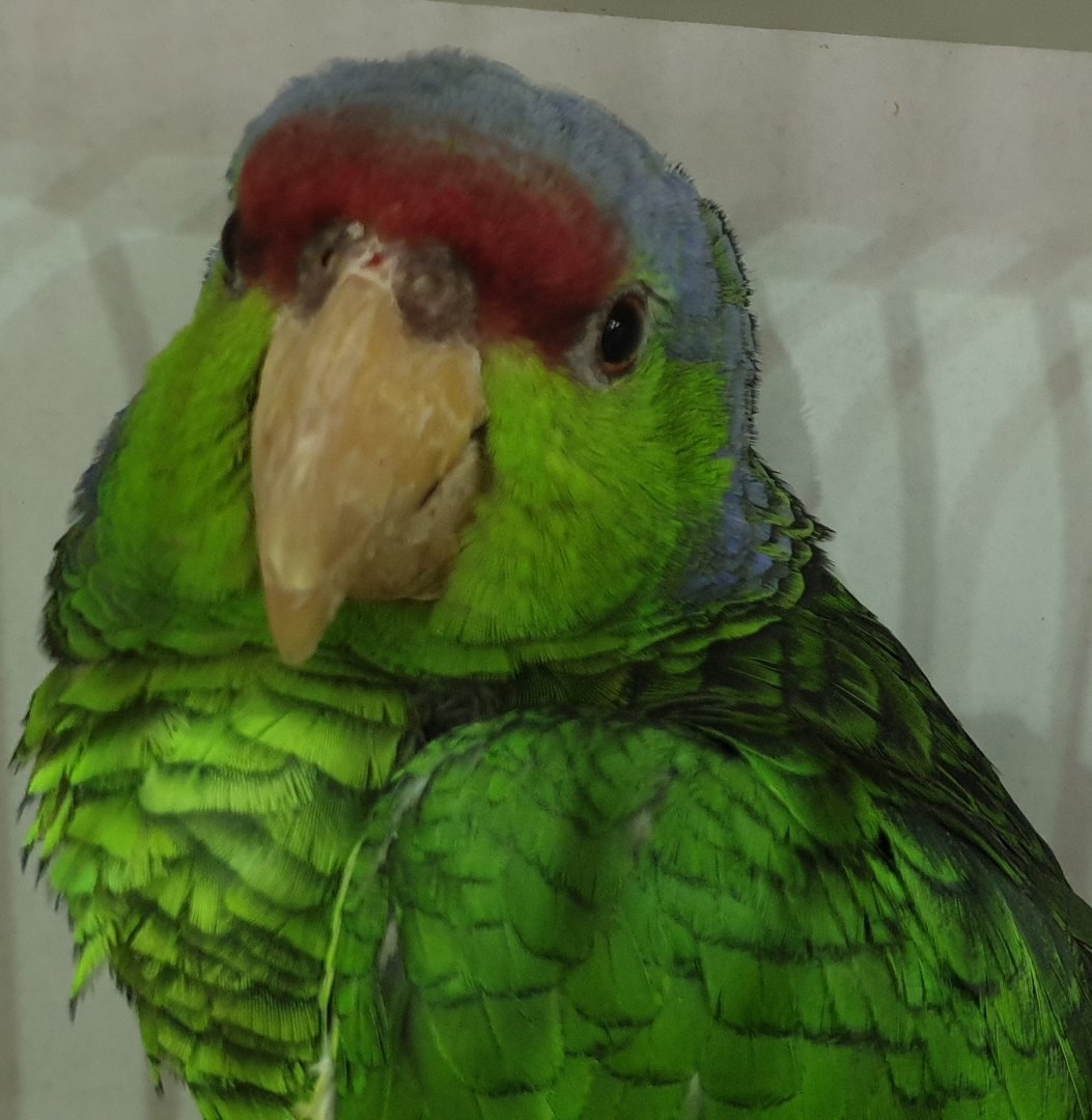 Lilac-crowned amazon