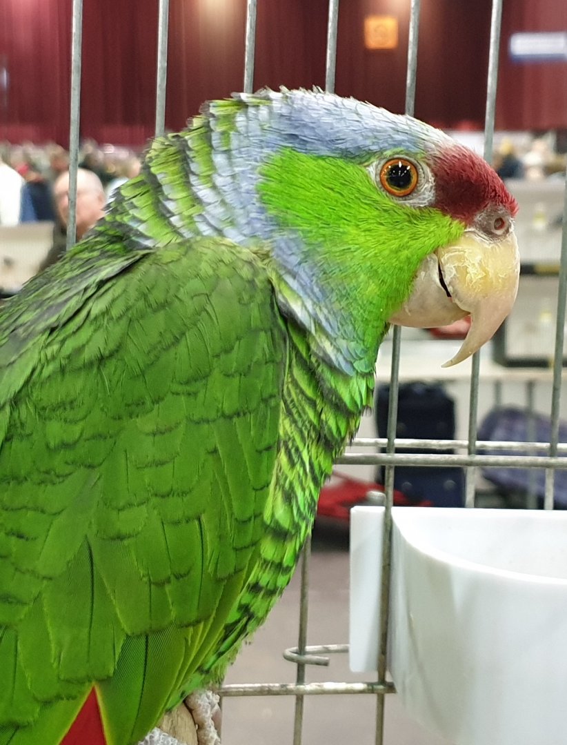 Lilac-crowned amazon