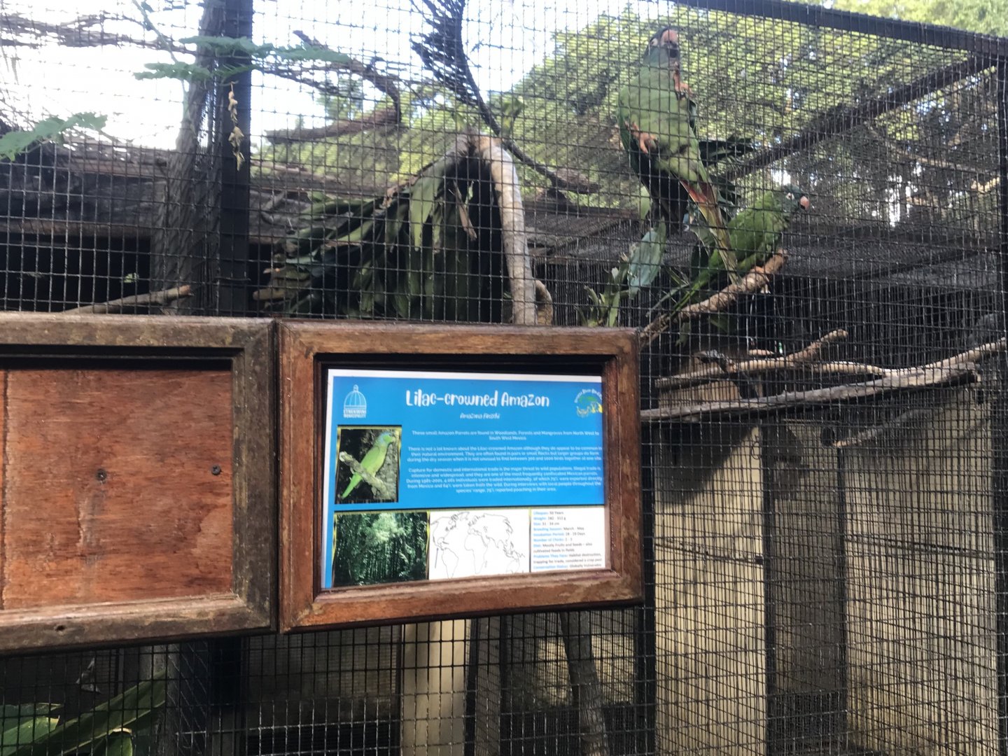 Lilac-Crowned Amazon