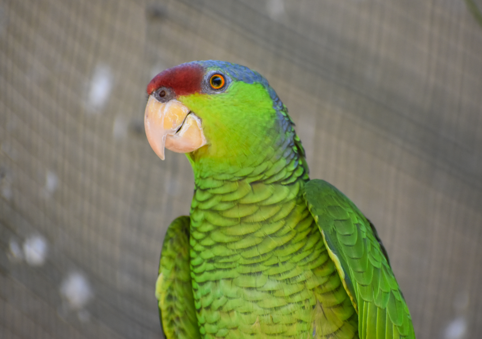 Lilac-crowned Amazon