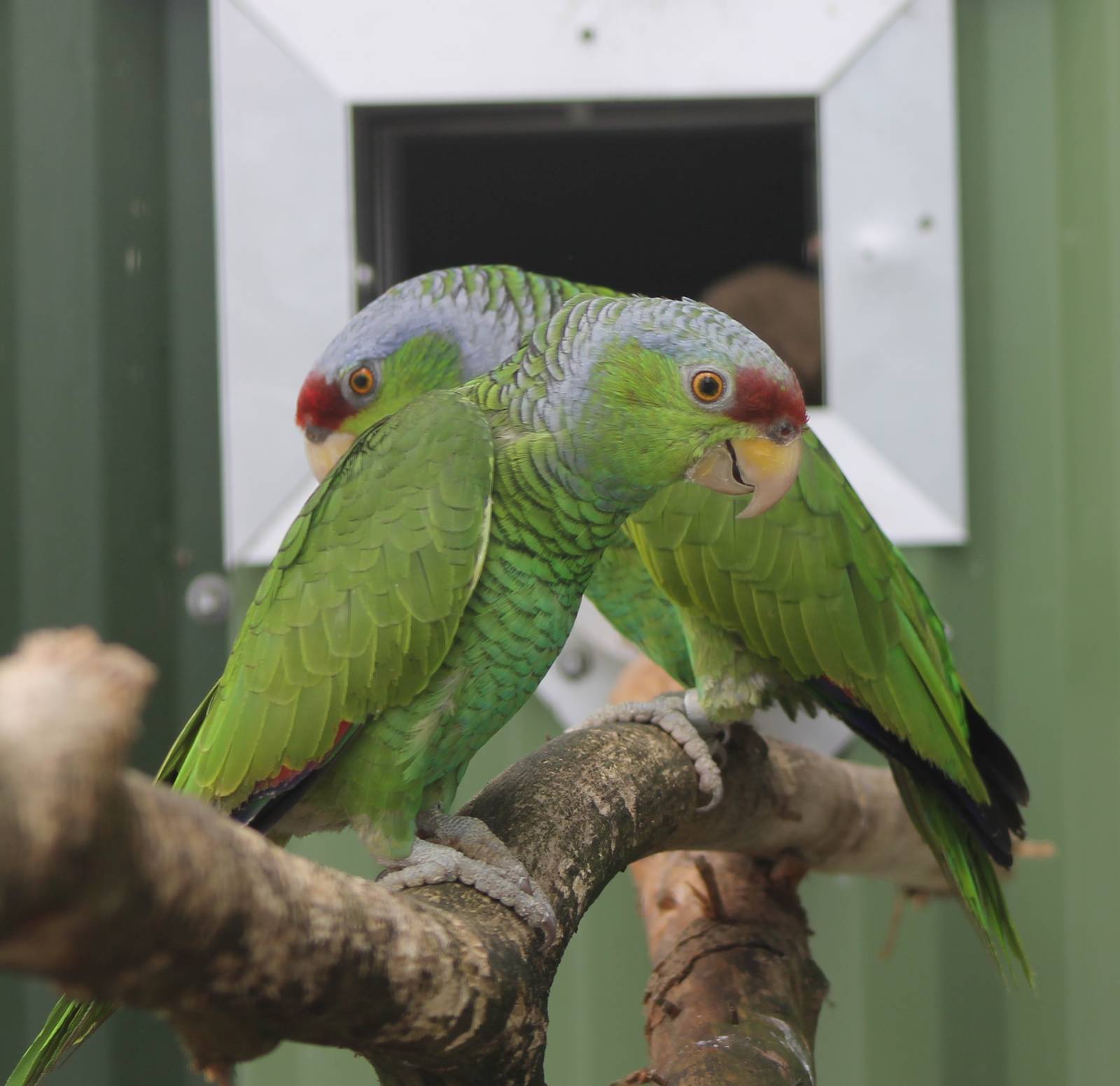 Lilac-crowned amazons