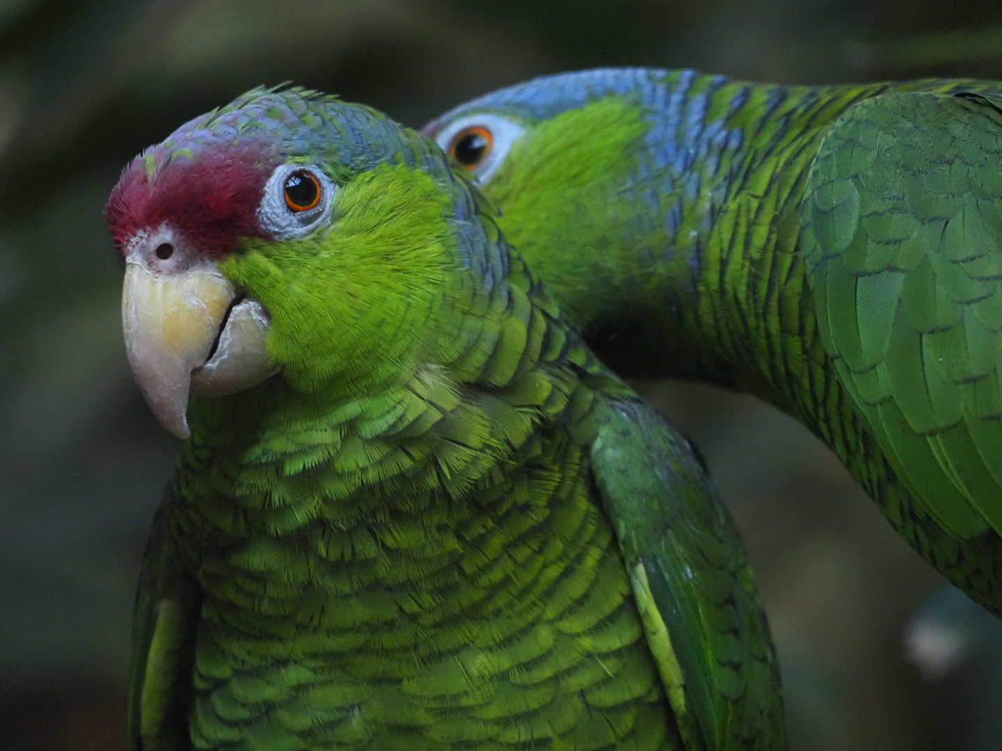 Lilac-Crowned Amazons