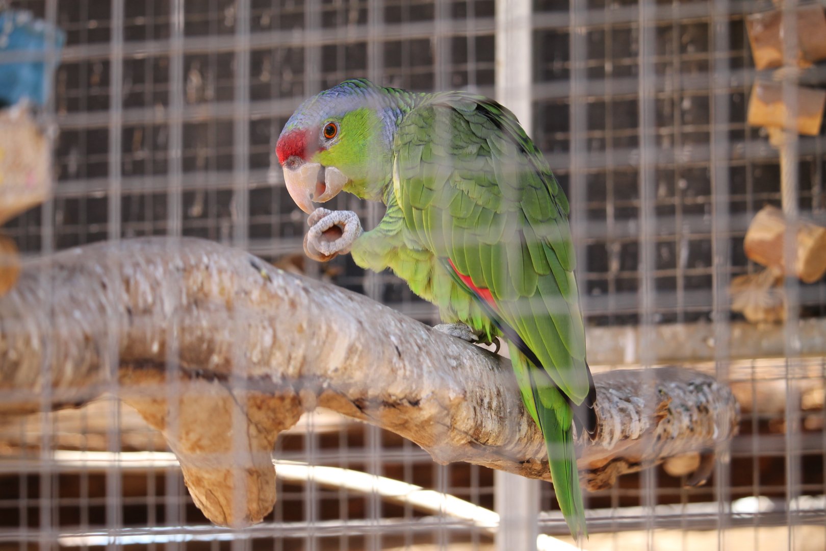 Lilac-crowned Parrot (Amazona finschi)