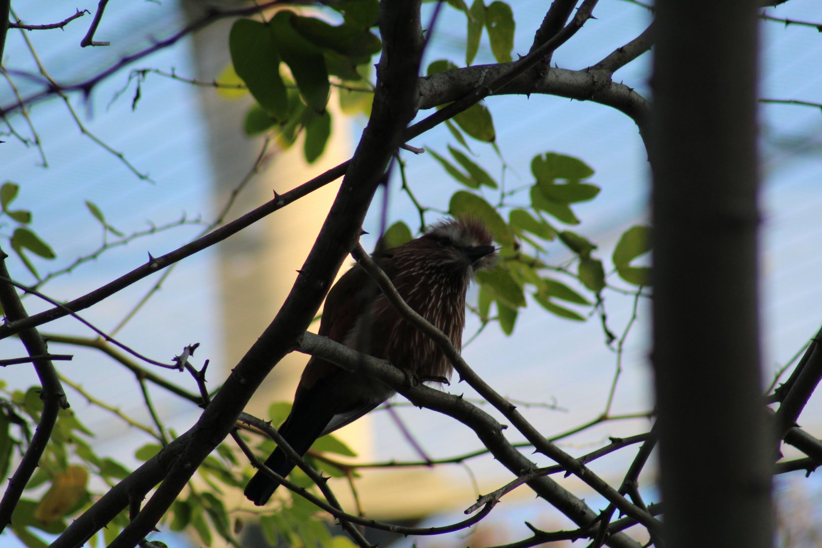 Lilac-Throated Roller