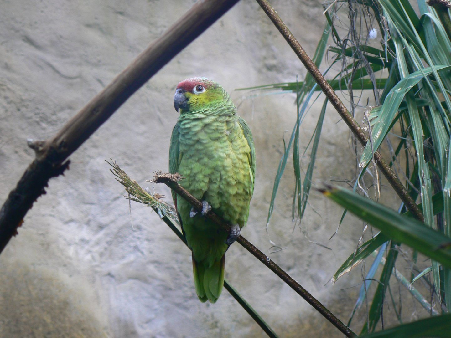 Lilacine Amazon - 27 October 2019