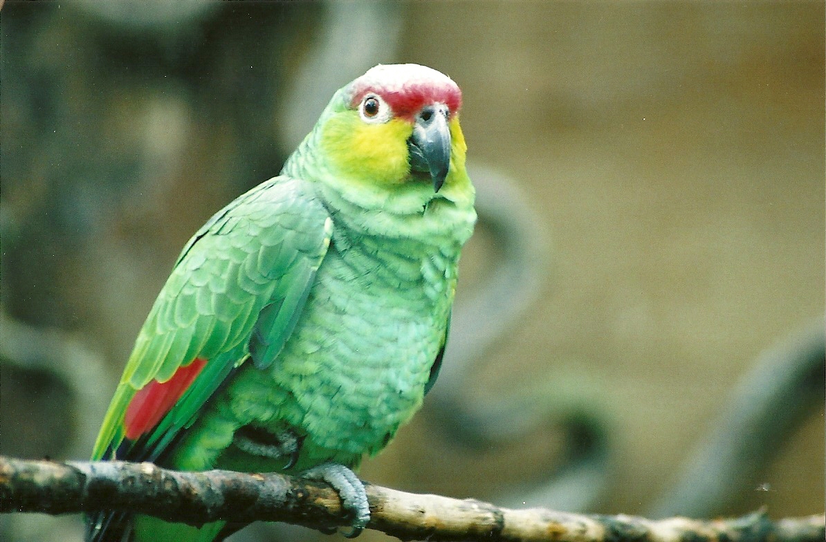 Lilacine Amazon, 28th April 2008