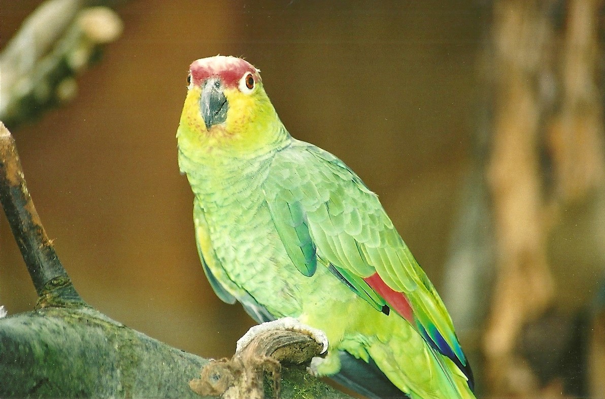 Lilacine Amazon, 7th October 2007