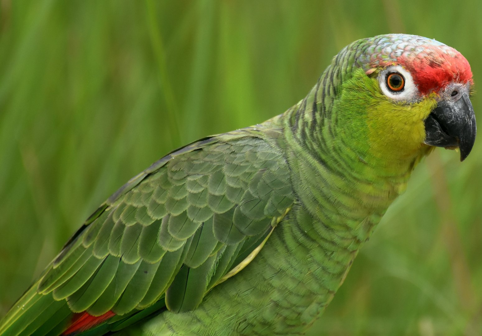 Lilacine Amazon (Amazona autumnalis lilacina)