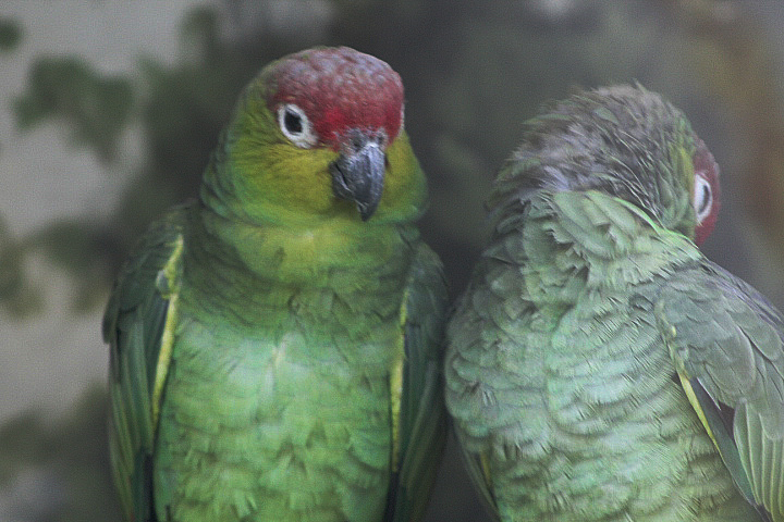 Lilacine amazon (Amazona autumnalis lilacina)
