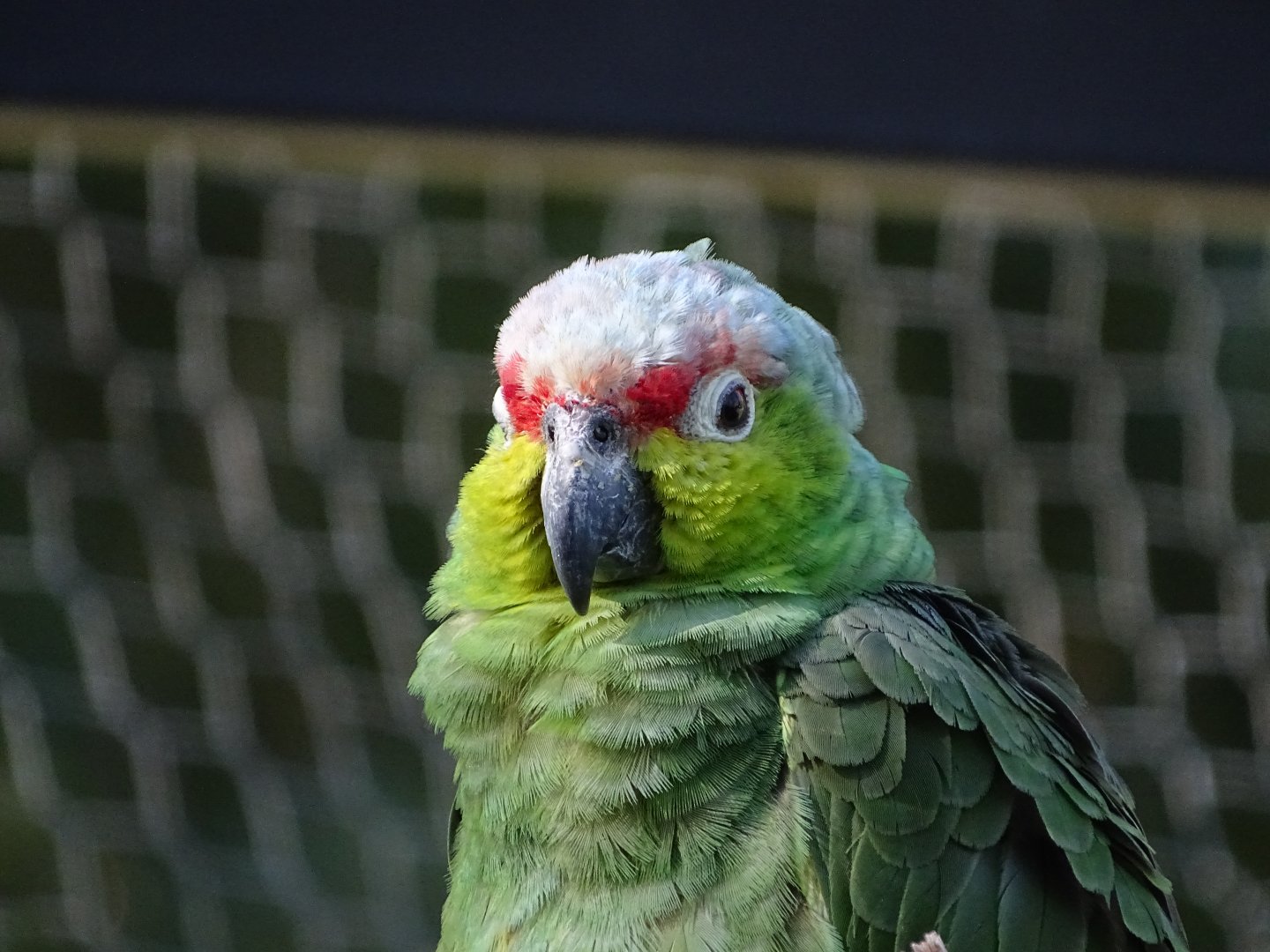 Lilacine amazon (Amazona autumnalis lilacina)