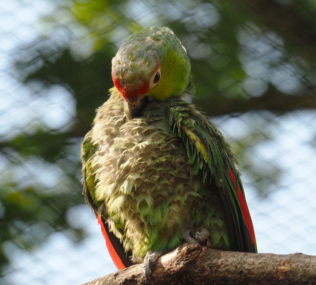 Lilacine amazon (Amazona lilacina), 2021-07-17