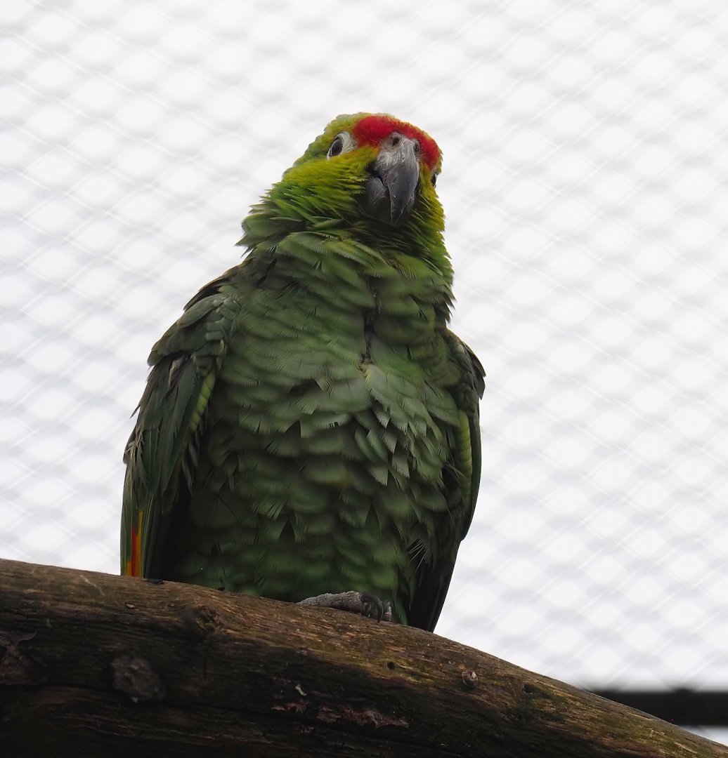 Lilacine amazon (Amazona lilacina), 2024-02-17