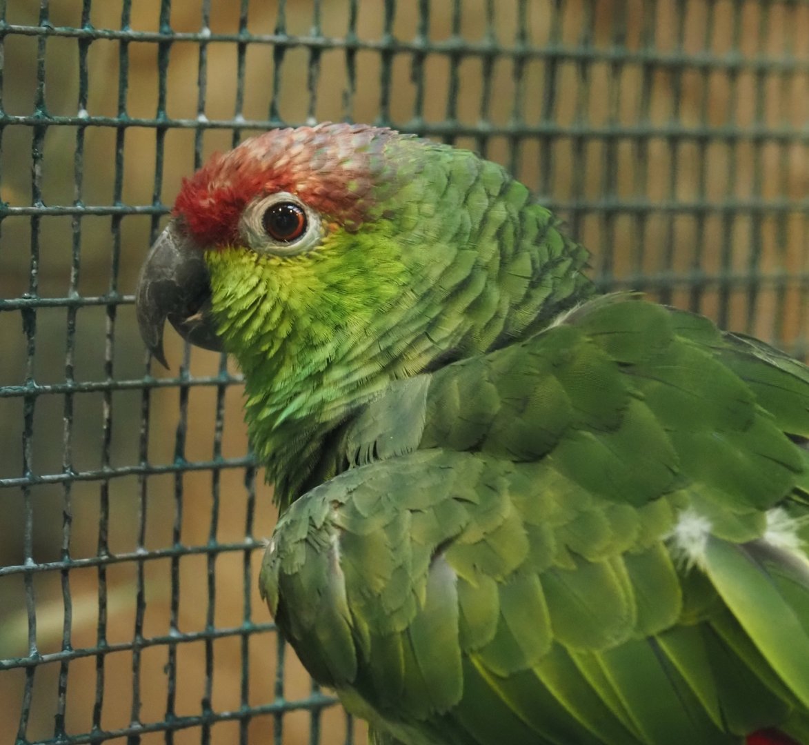 Lilacine amazon (Amazona lilacina), 2024-05-22