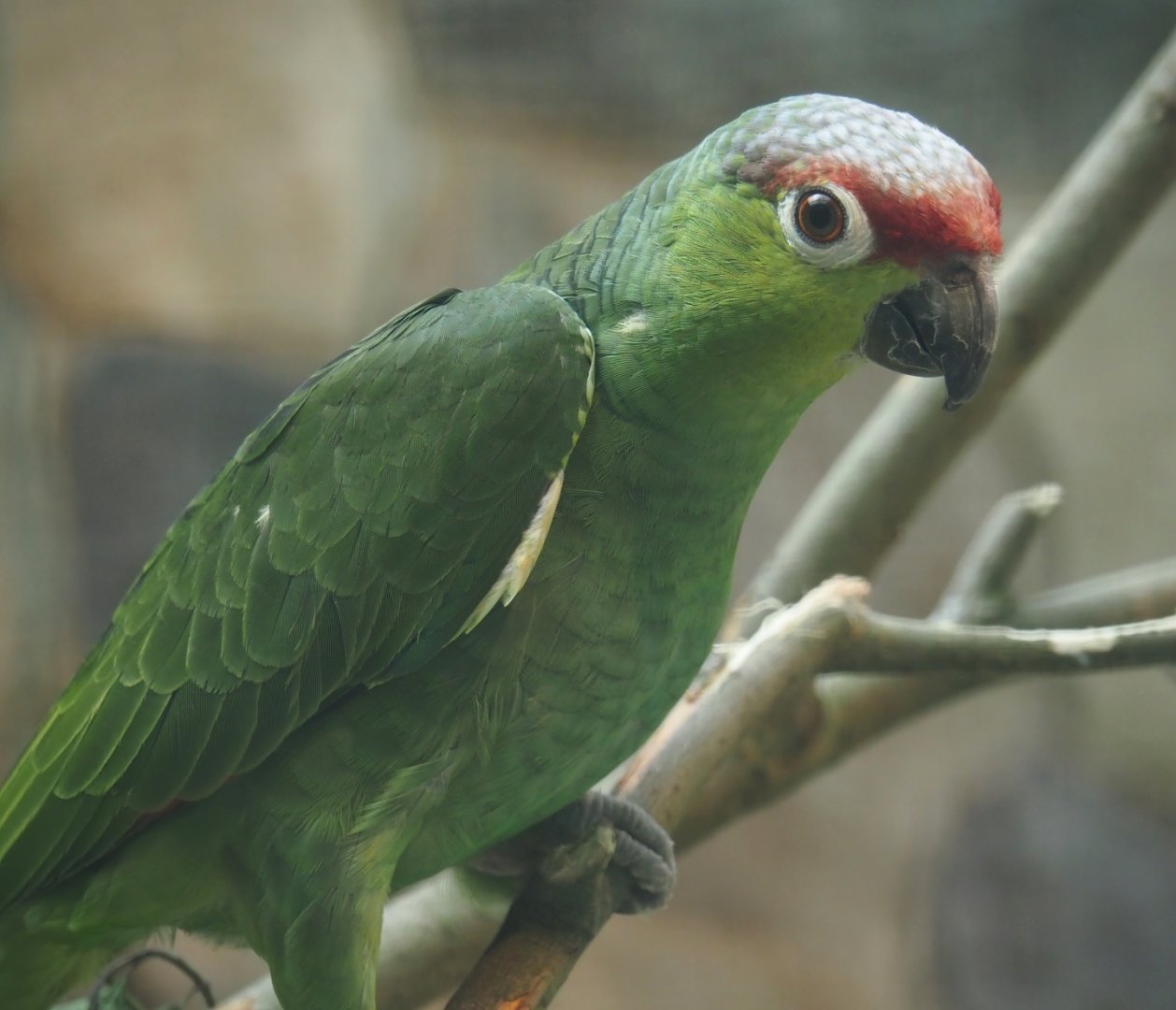 Lilacine amazon (Amazona lilacina), 2024-05-23