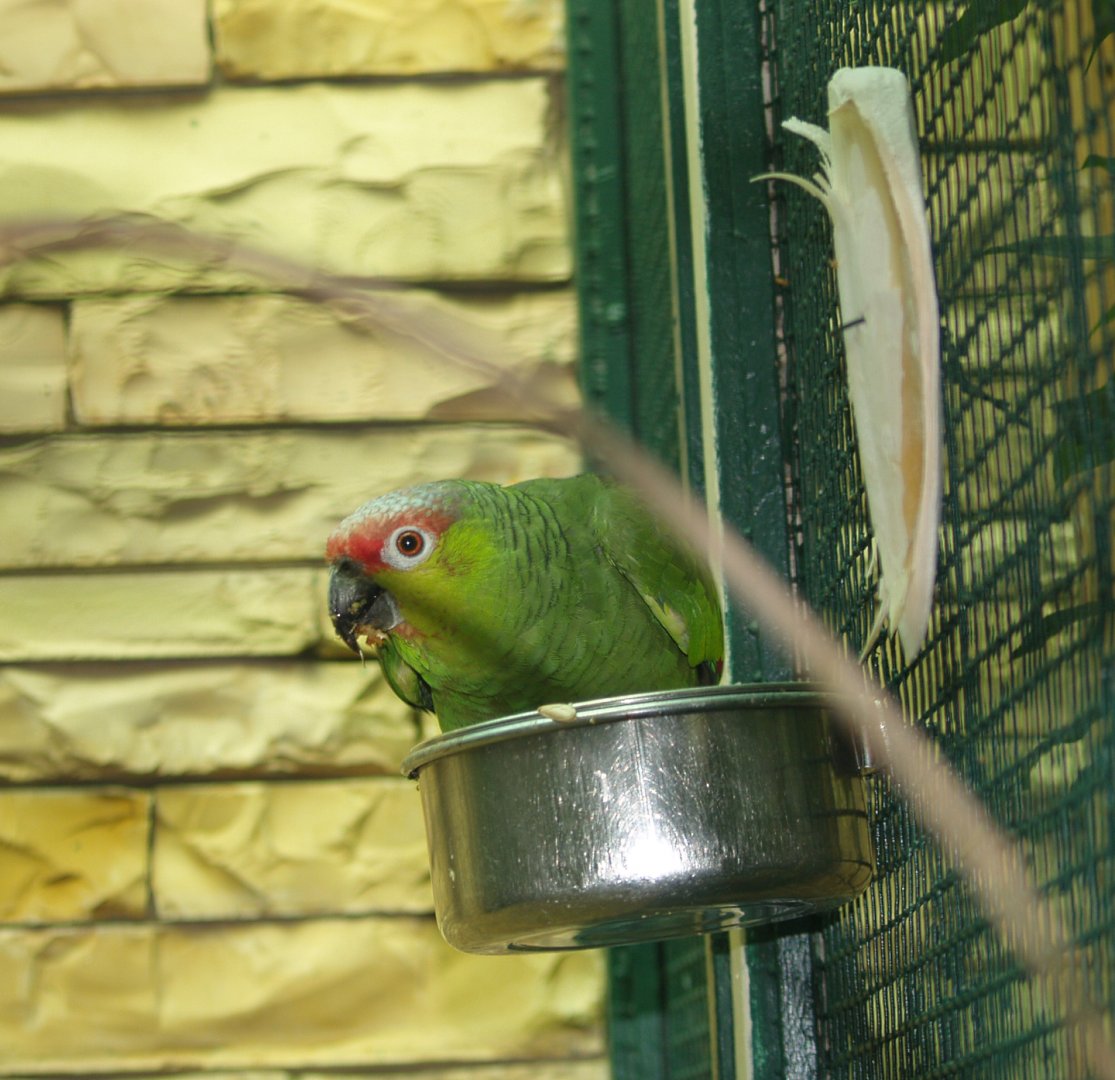 Lilacine amazon (Amazona lilacina), May 2006