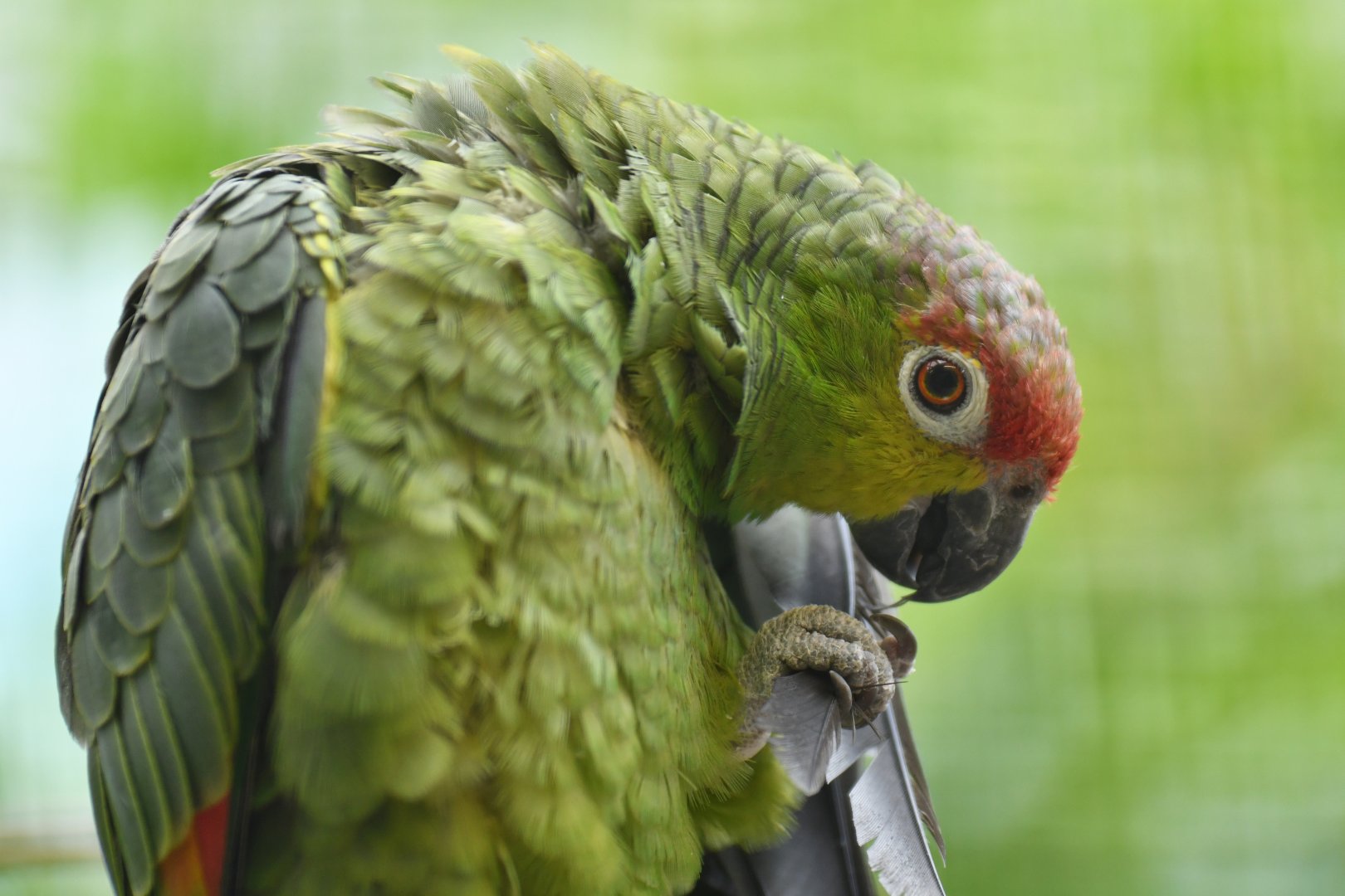 Lilacine amazon (Amazona lilacina)
