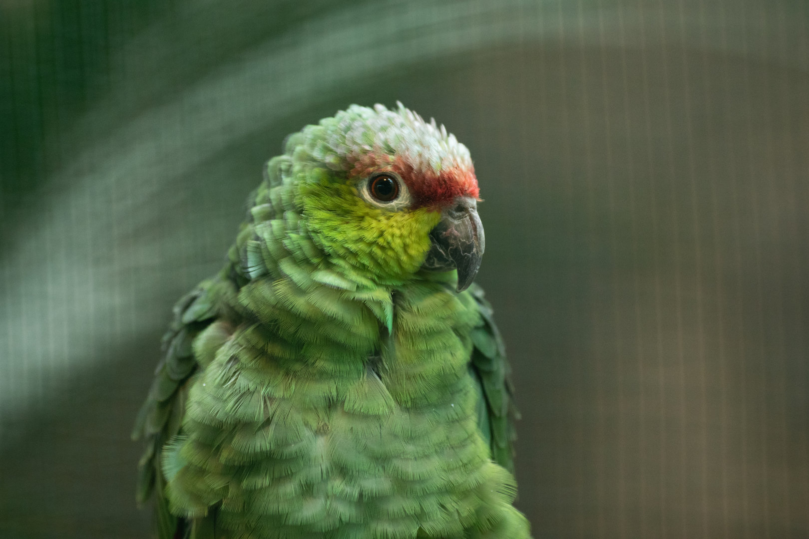 Lilacine amazon (Amazona lilacina)