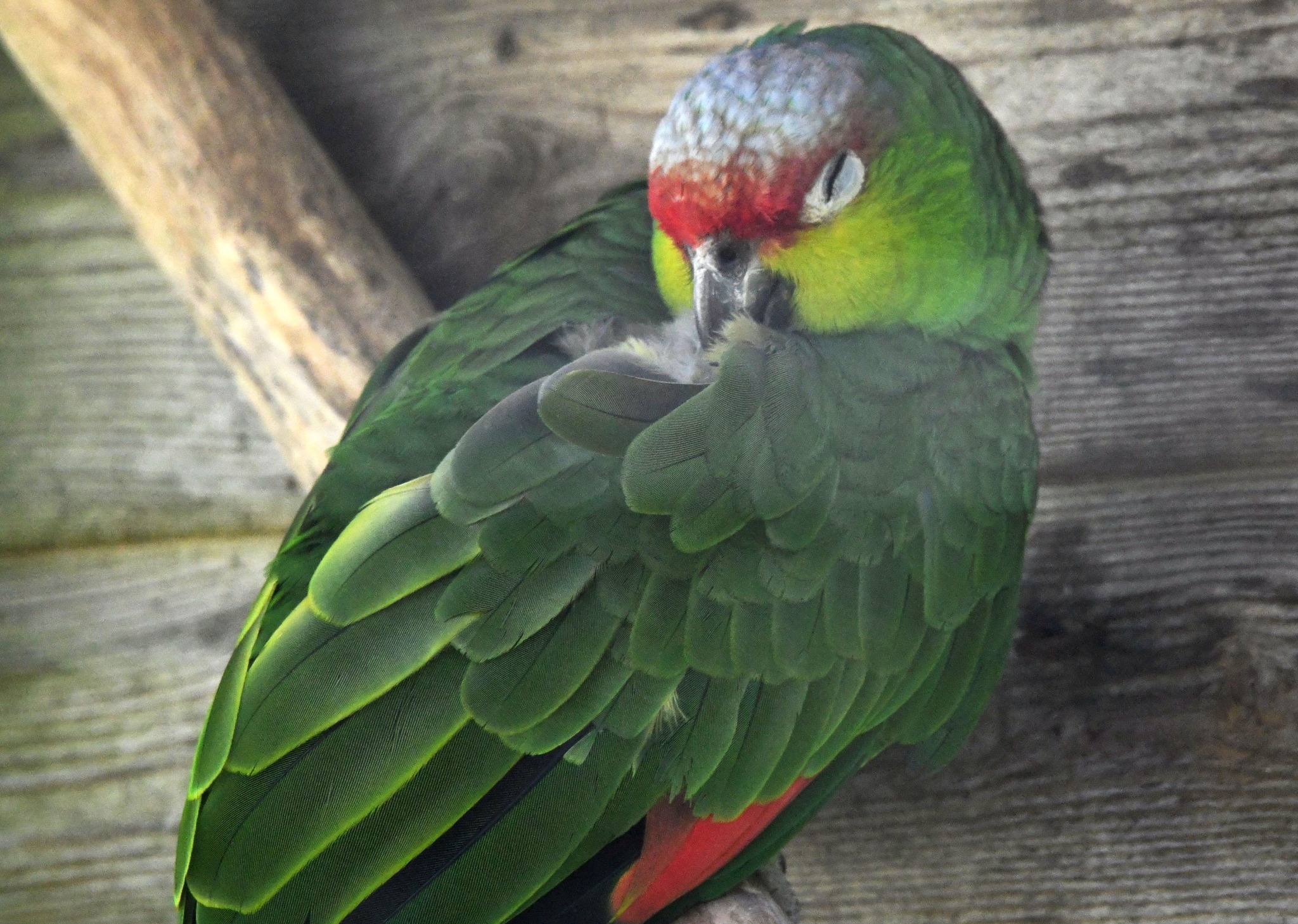 Lilacine Amazon - Amazona lilacina