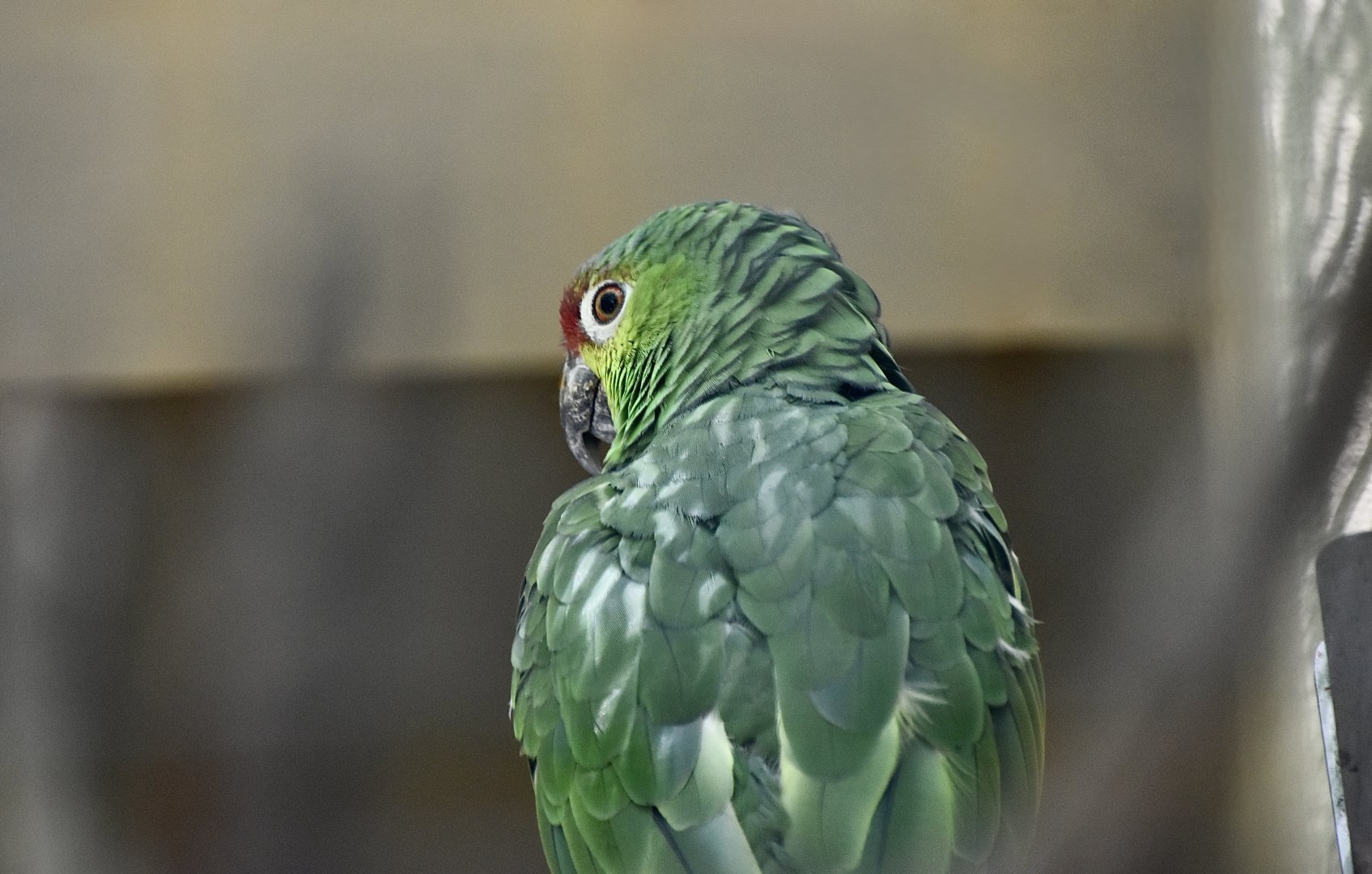 Lilacine Amazon (Amazona lilacina)