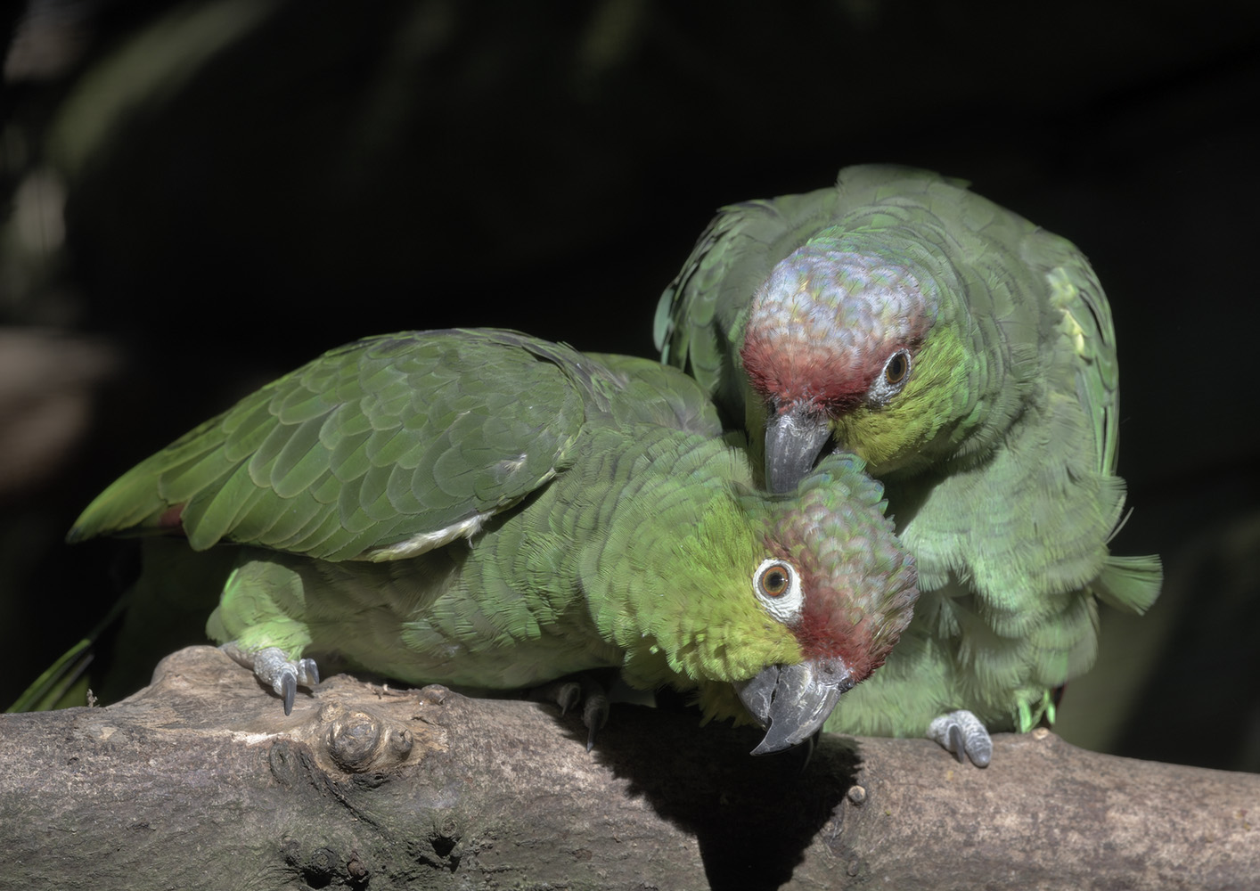 Lilacine amazon pair