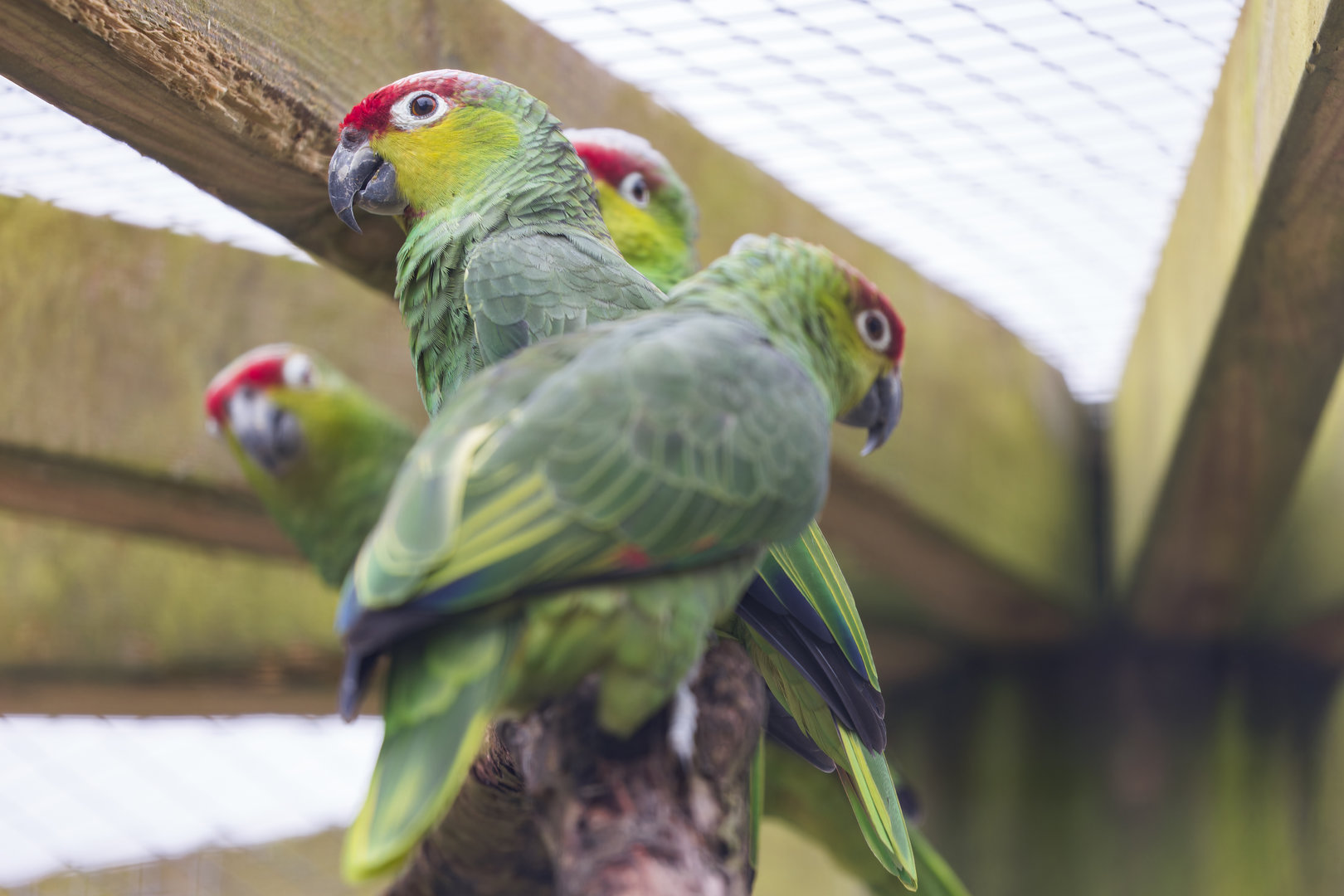 Lilacine Amazon Parrot / Newquay Zoo / 16-3-23