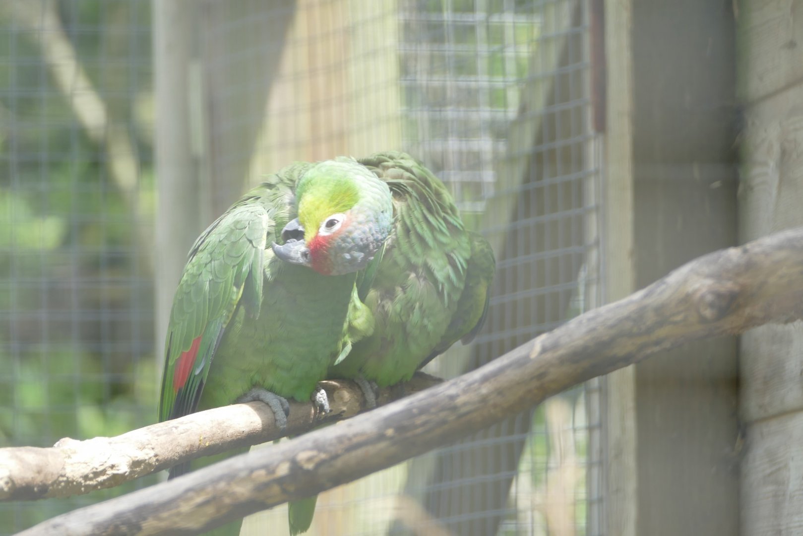 Lilacine Amazon parrots, June 2022
