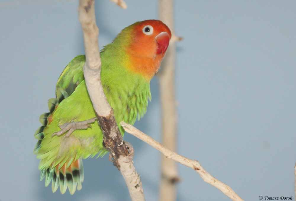 Lilians Lovebird (Agapornis lilianae)
