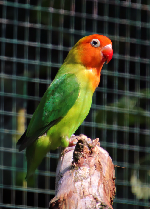 Lilian's lovebird (Agapornis lilianae)