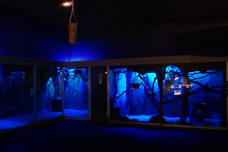 Lille nocturnal house