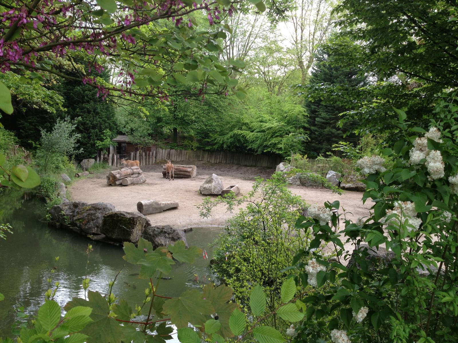 Lille Zoo African paddock