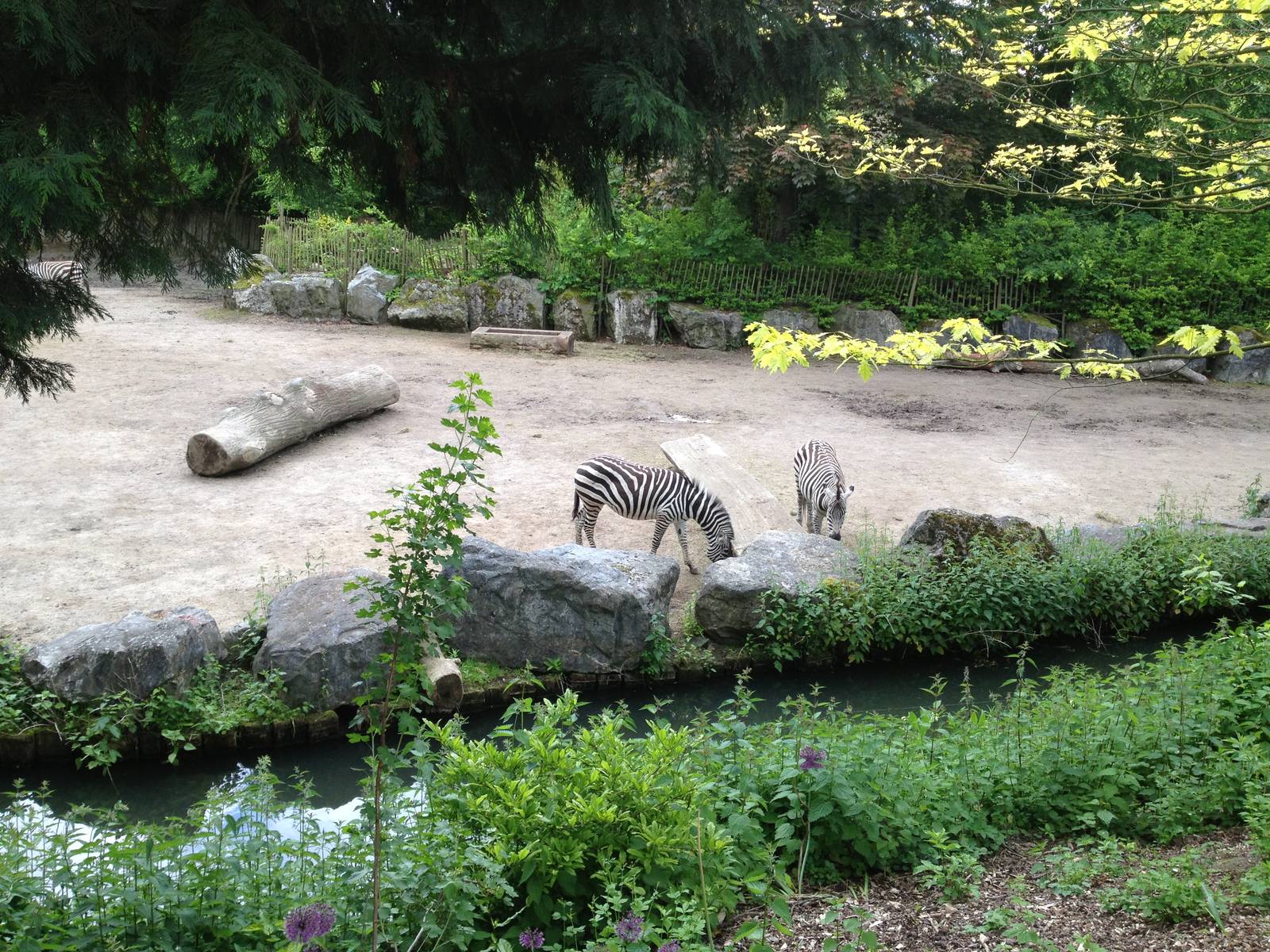 Lille Zoo African paddock