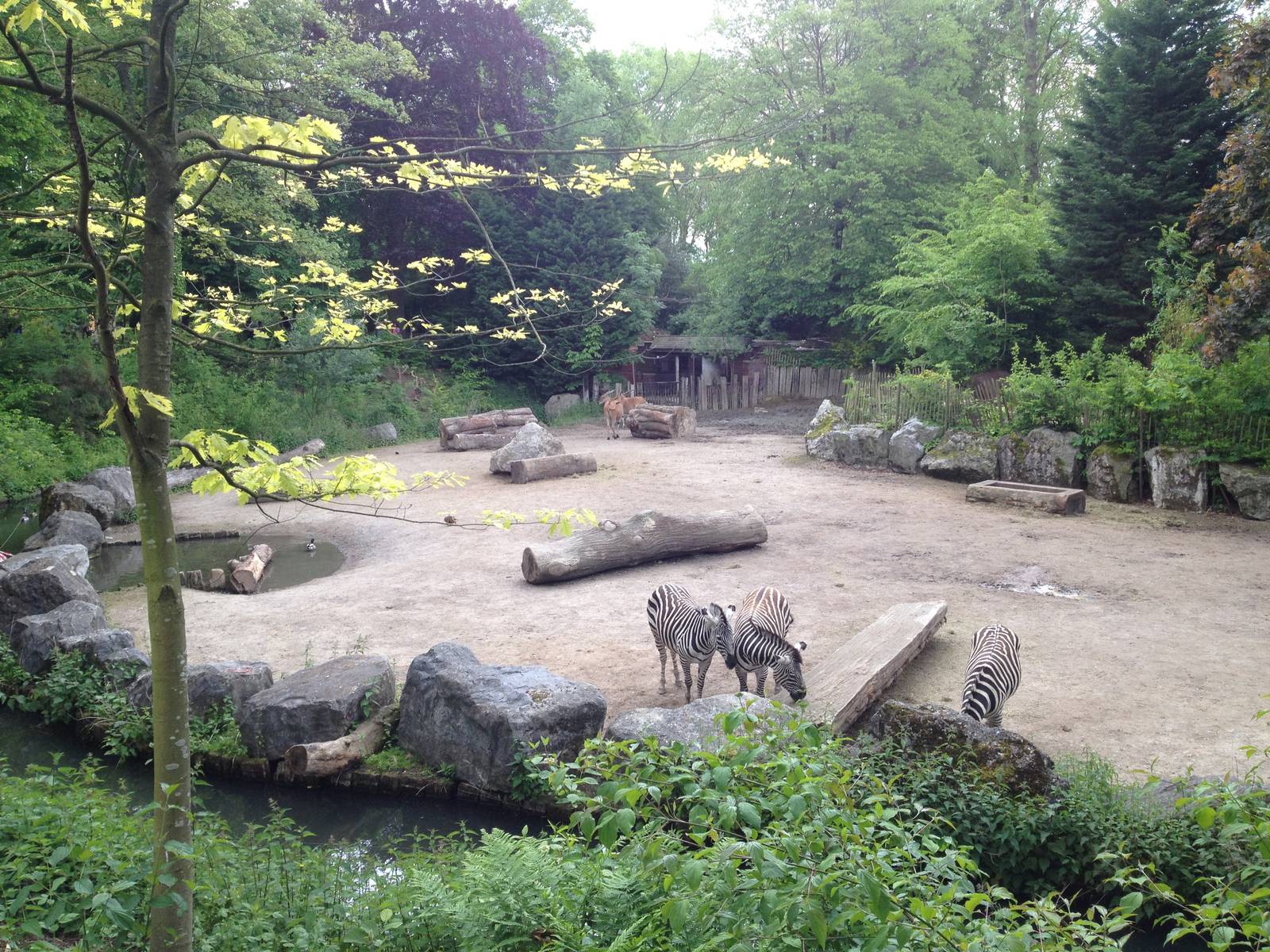 Lille Zoo African paddock