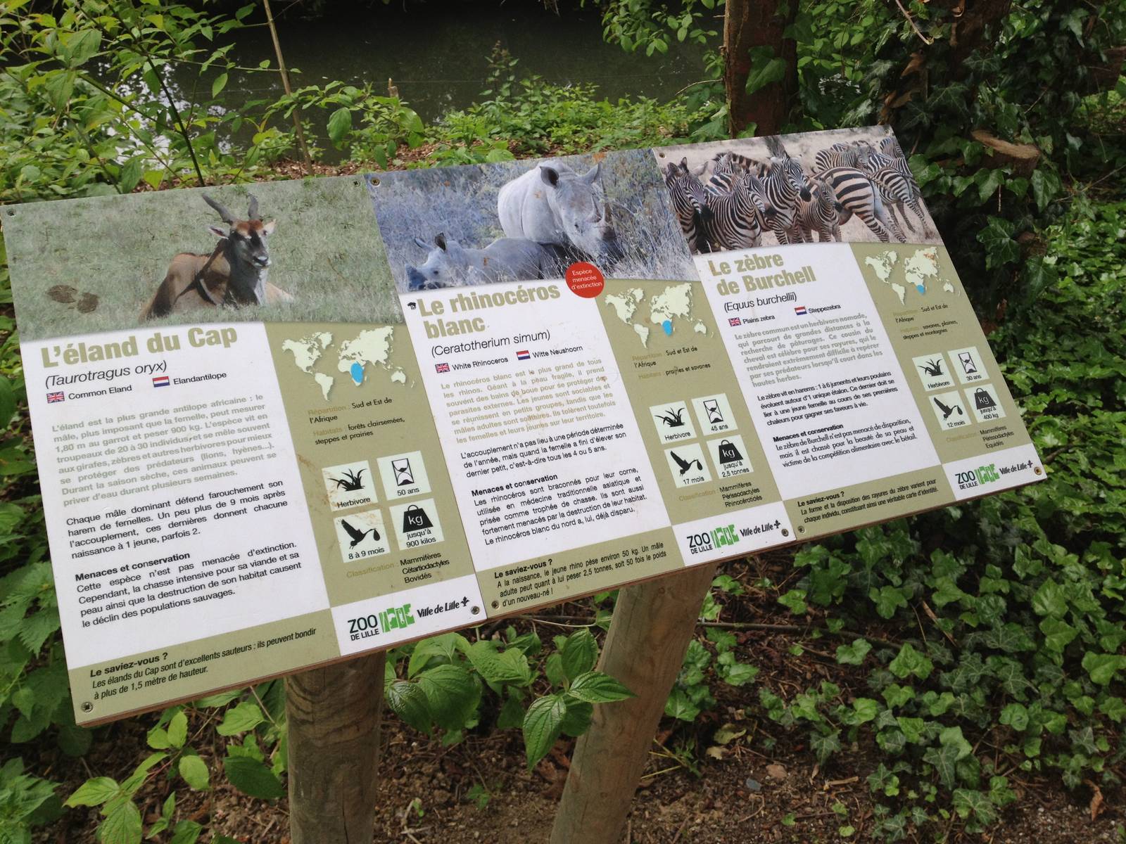 Lille Zoo African paddock