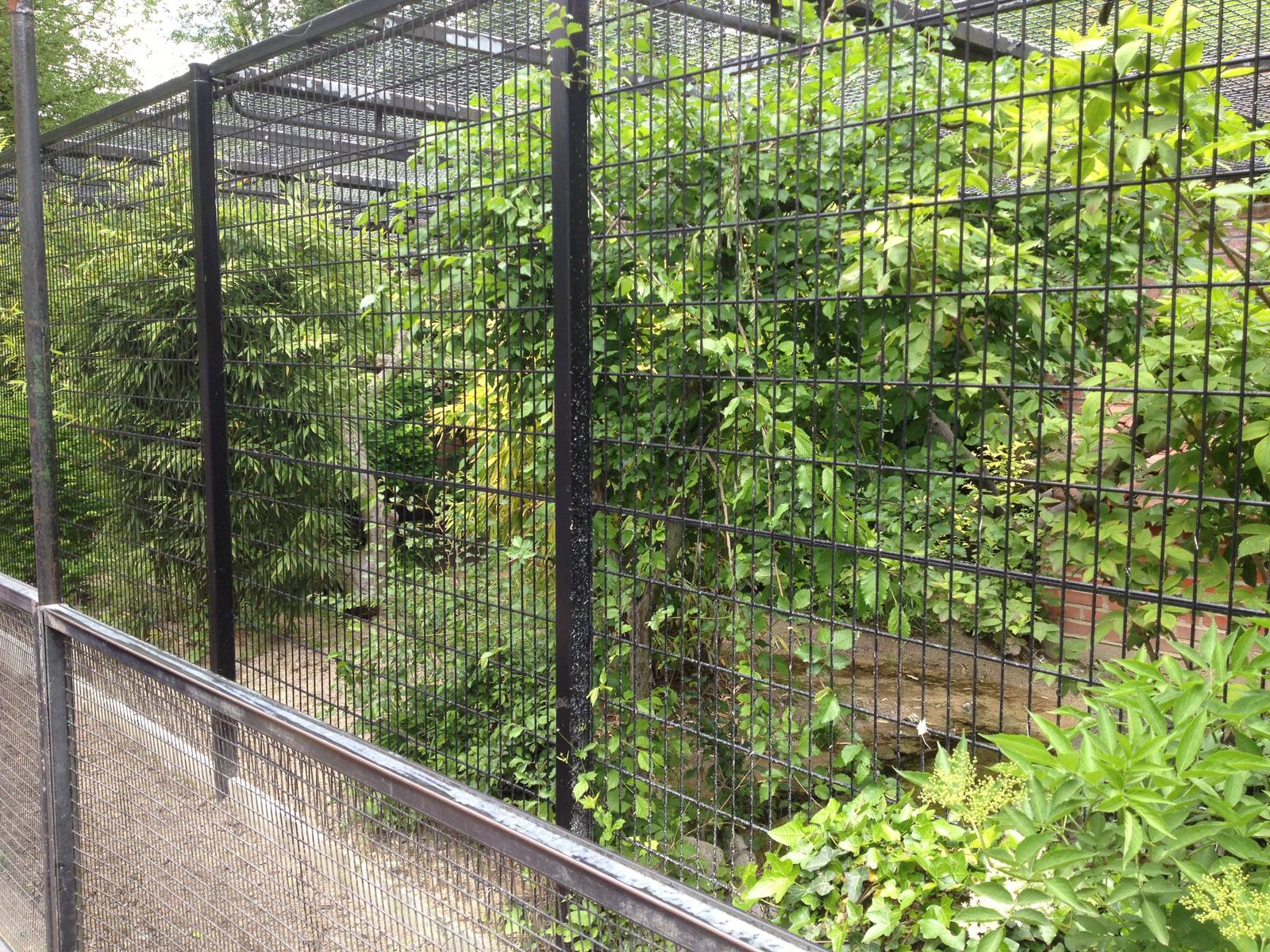 Lille Zoo fishing cat