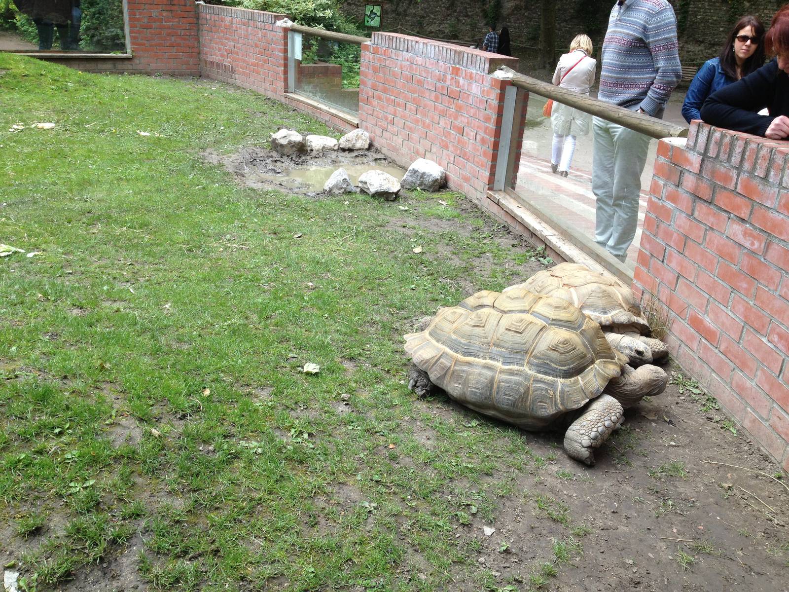 Lille Zoo giant tortoise