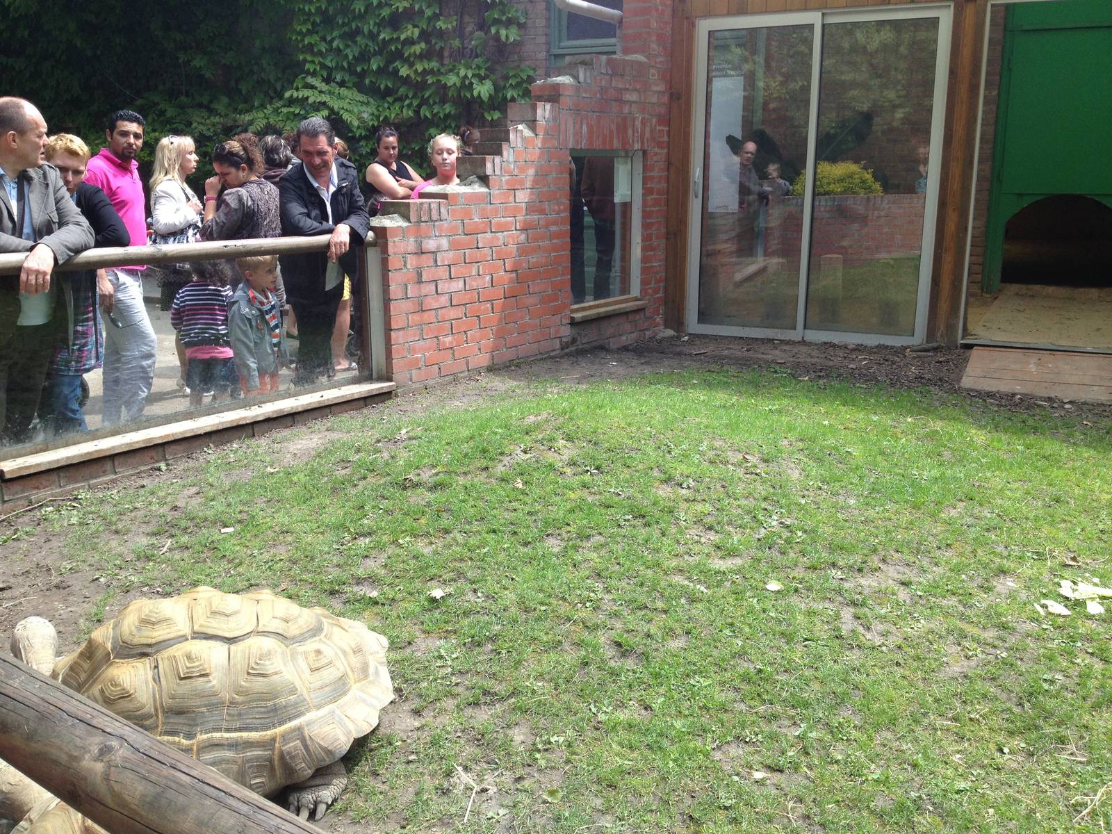 Lille Zoo giant tortoise