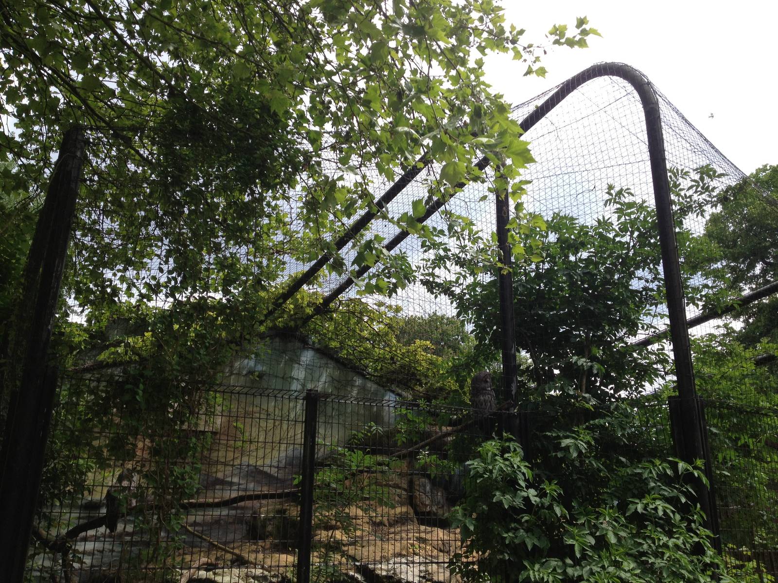 Lille Zoo great grey owl aviary