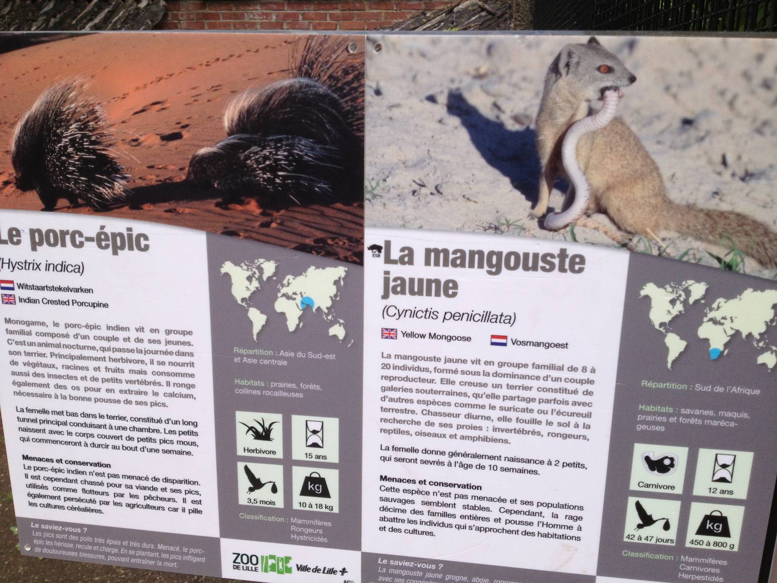 Lille Zoo Porcupine and yellow mongoose