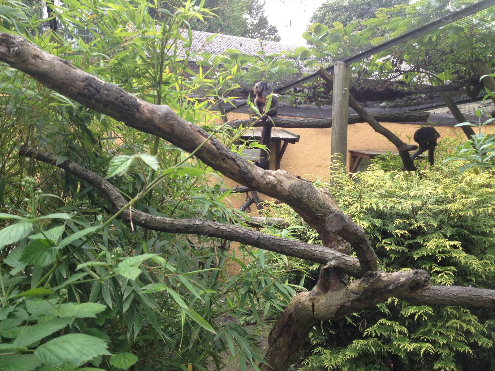 Lille Zoo saki monkey