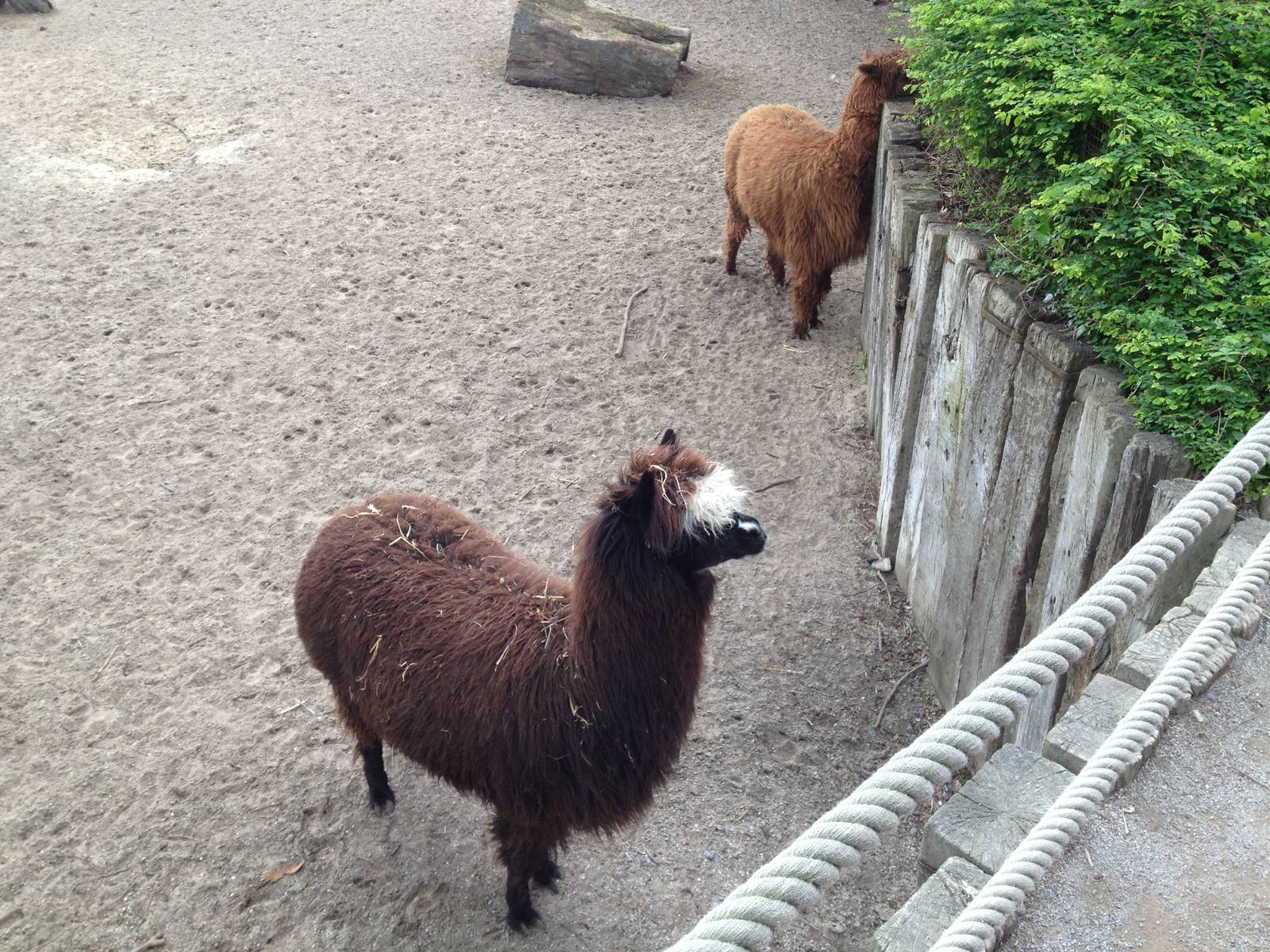 Lille Zoo South American paddock