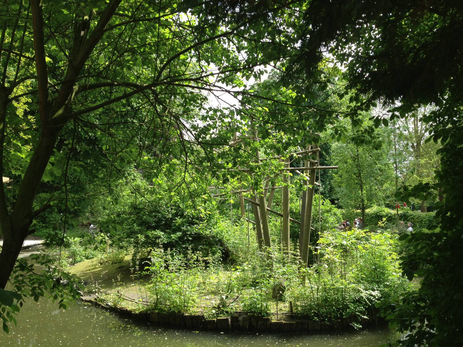 Lille Zoo white-handed gibbon