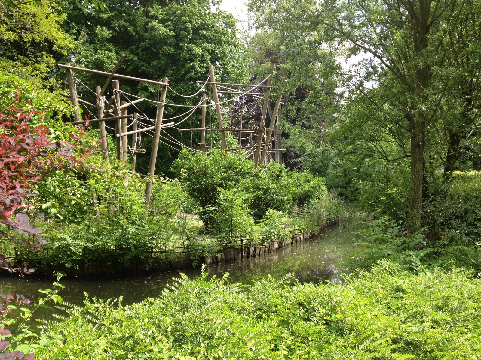 Lille Zoo white-handed gibbon
