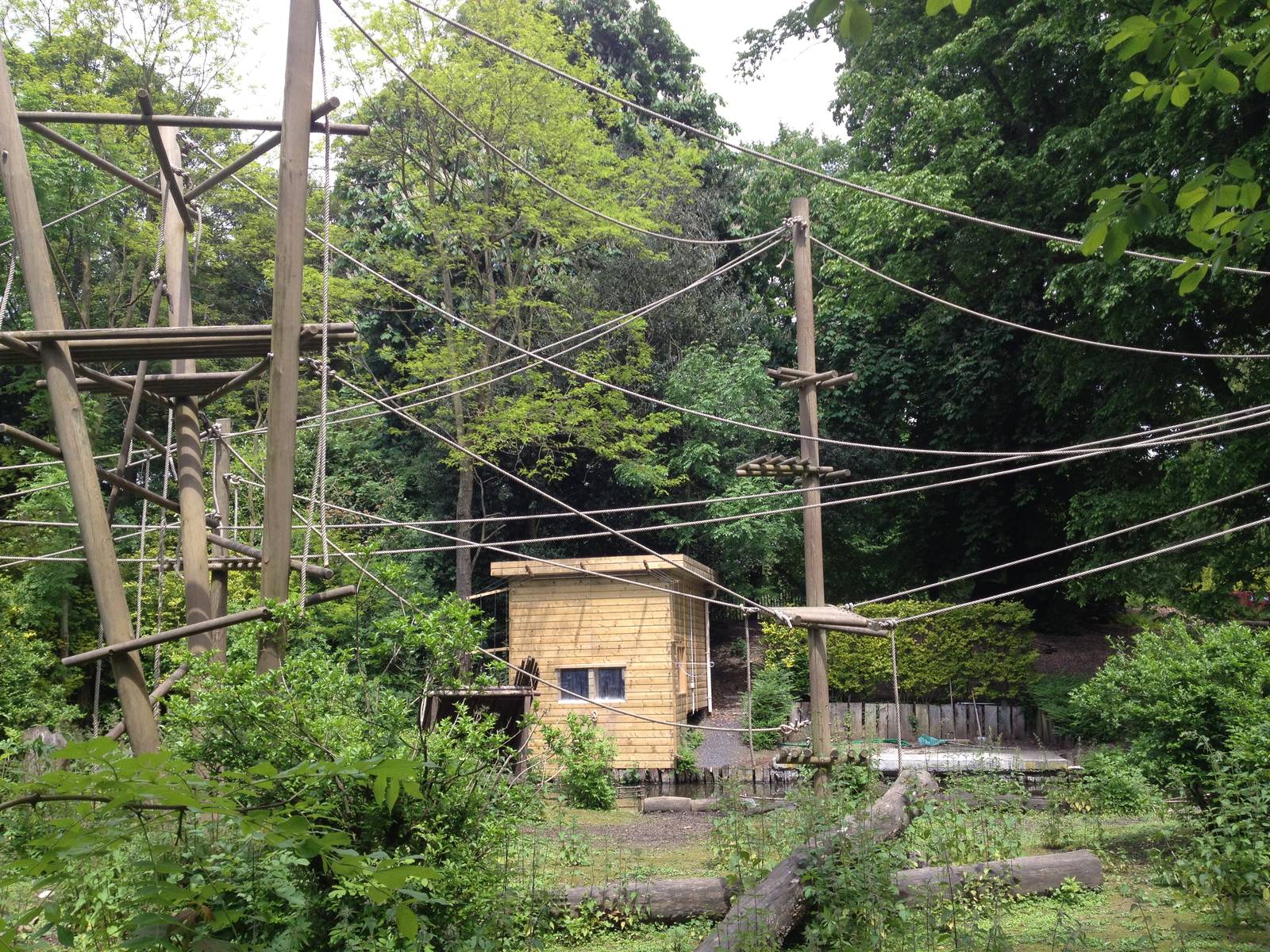 Lille Zoo white-handed gibbon
