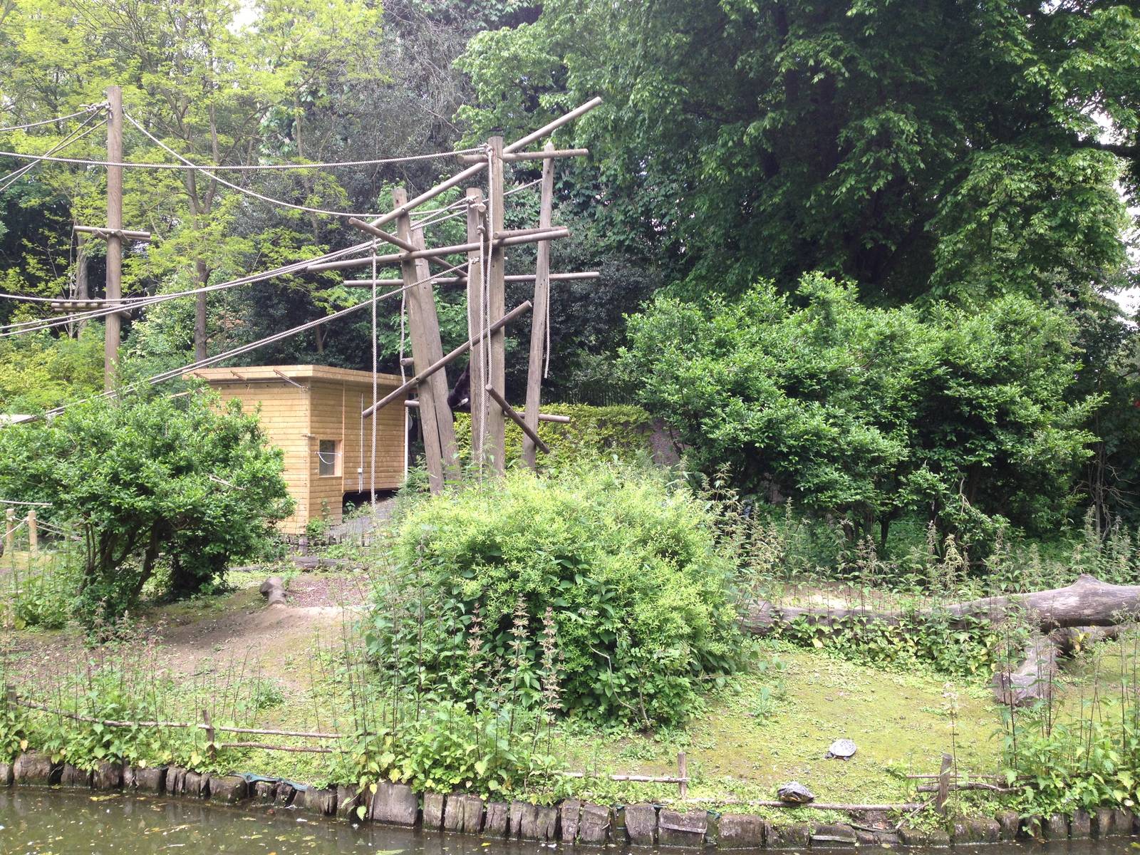 Lille Zoo white-handed gibbon